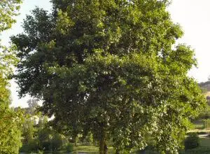 Photo of Cuidados com a árvore Alnus glutinosa, Alno ou Aliso
