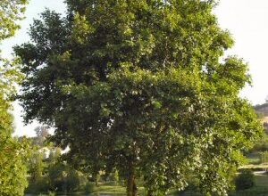 Photo of Cuidados com a árvore Alnus glutinosa, Alno ou Aliso