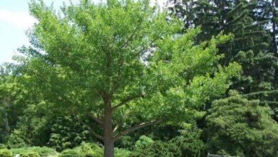 Photo of Cuidados com a árvore de Ginkgo biloba ou planta Fan