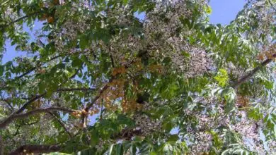 Photo of Cuidados com a árvore Melia azedarach, Melia ou Cinamomo