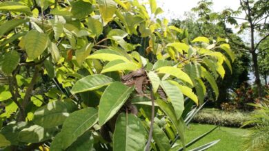 Photo of Cuidados com a árvore Phytolacca dioica, Ombú ou Bellasombra