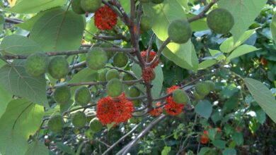 Photo of Cuidados com a Broussonetia papyrifera ou amoreira