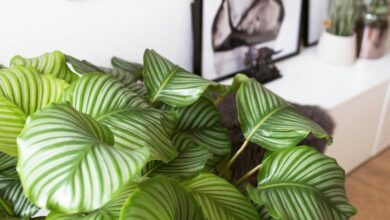 Photo of Cuidados com a Calathea no jardim