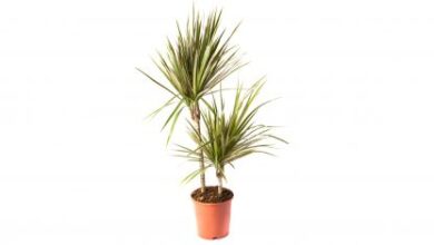 Photo of Cuidados com a Dracaena marginata ou planta Dracaena de folhas finas