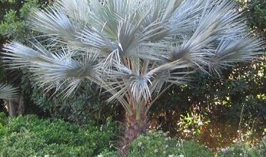 Photo of Cuidados com a Erythea armata ou palmeira azul mexicana