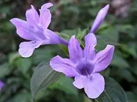 Photo of Cuidados com a fábrica Barleria obtusa ou Barleria