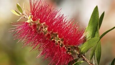 Photo of Cuidados com a fábrica Callistemon, Calistemon ou Limpiatubos