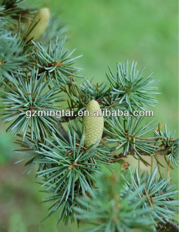 Photo of Cuidados com a fábrica Cedrus atlantica ou Atlas cedar