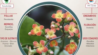 Photo of Cuidados com a fábrica de Kalanchoe pumila ou Calanchoe