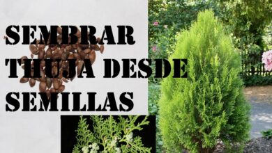 Photo of Cuidados com a fábrica de Thuja, Tuja ou Tuja