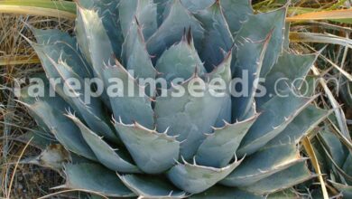 Photo of Cuidados com a fábrica do Agave Parrasana ou Maguey de Parras