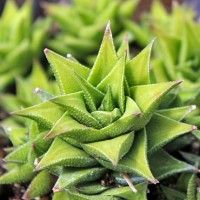 Photo of Cuidados com a fábrica Haworthia marumiana ou Hawortia