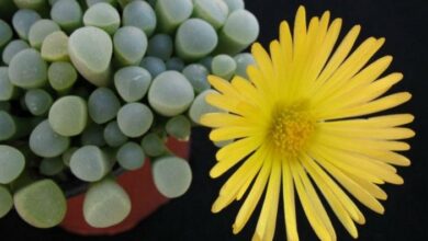 Photo of Cuidados com a Fenestraria rhopalophylla ou planta de janela