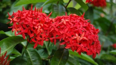 Photo of Cuidados com a flor de musgo ou tiarela