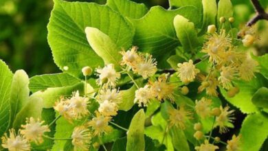 Photo of Cuidados com a flor de tília ou Tilia platyphyllos