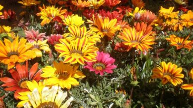 Photo of Cuidados com a Gazania splendens ou com a fábrica da Gazania