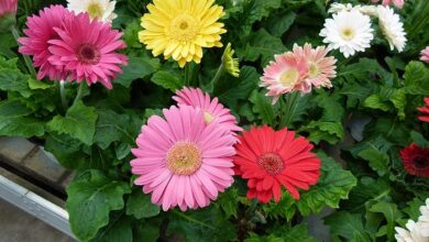 Photo of Cuidados com a Gerbera jamesonii ou margarida africana