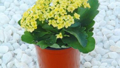 Photo of Cuidados com a Kalanchoe blossfeldiana ou Calanchoe