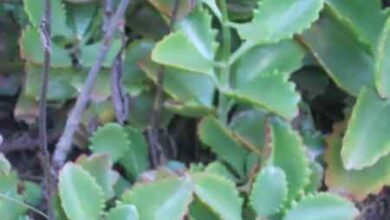 Photo of Cuidados com a Kalanchoe longiflora ou Calanchoe de flor longa