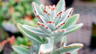 Photo of Cuidados com a Kalanchoe tomentosa ou panda