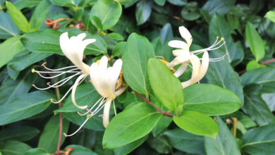 Photo of Cuidados com a Lonicera japonica ou madressilva japonesa