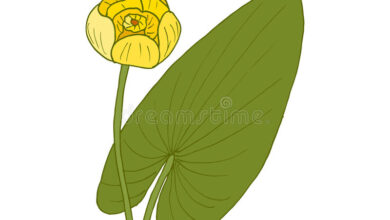 Photo of Cuidados com a lutea Nuphar ou lírio de água amarelo