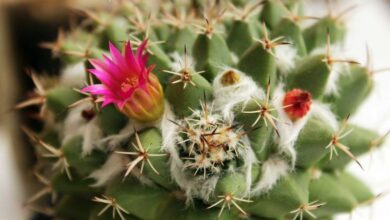 Photo of Cuidados com a Mammillaria magnimamma ou Biznaga de chilitos