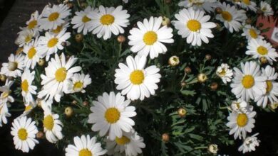 Photo of Cuidados com a margarida (chtysanthemus frutescens)