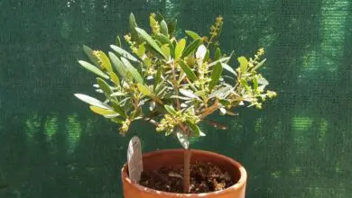 Photo of Cuidados com a Olea europaea, a oliveira ou a oliveira