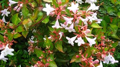 Photo of Cuidados com a planta Abelia grandiflora ou Abelia