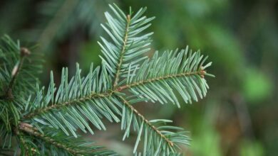 Photo of Cuidados com a planta Abies alba ou Spruce