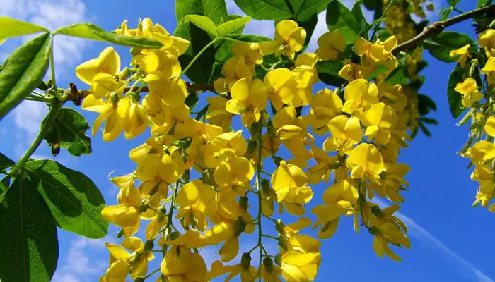 Photo of Cuidados com a planta Acacia cultriformis ou facas de Acacia