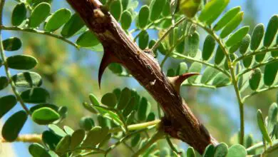 Photo of Cuidados com a planta Acacia greggii ou Cat’s Claw