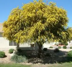 Photo of Cuidados com a planta Acacia truncata ou West Coast Acacia