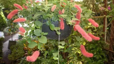 Photo of Cuidados com a planta Acalypha pendula, cauda de gato ou Acalifa