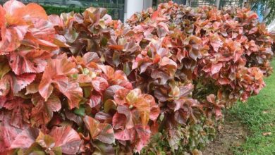 Photo of Cuidados com a planta Acalypha wilkesiana ou Acalifa