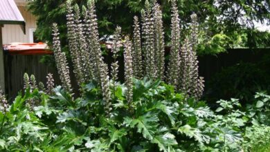 Photo of Cuidados com a planta Acanthus mollis, Bearfoot ou Acanthus