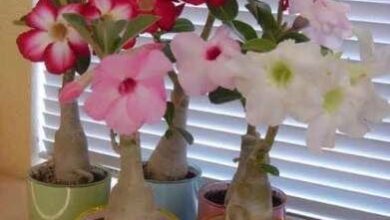 Photo of Cuidados com a planta Adenium obesum, Adenium ou Rosa do Deserto