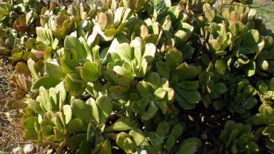 Photo of Cuidados com a planta Aeonium glutinosum ou Farrobo