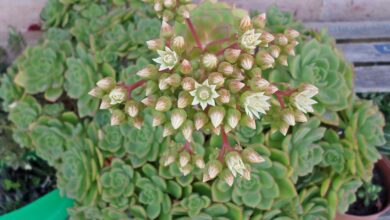 Photo of Cuidados com a planta Aeonium haworthii ou Tenerife Beech