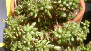 Photo of Cuidados com a planta Aeonium sedifolium ou Bejequillo menudo