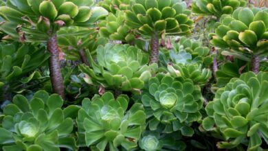 Photo of Cuidados com a planta Aeonium virgineum ou Góngaro canario