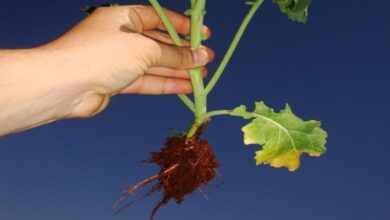 Photo of Cuidados com a planta africana Kiggelaria ou pêssego selvagem