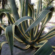 Photo of Cuidados com a planta Agave americana ou Pita amarilla