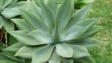 Photo of Cuidados com a planta Agave attenuata ou Dragon’s Maguey