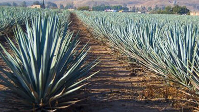 Photo of Cuidados com a planta Agave bracteosa ou Maguey araña