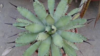 Photo of Cuidados com a planta Agave macroacantha ou Maguey mexicana