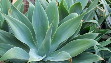 Photo of Cuidados com a planta Agave parryi ou Maguey mezcal