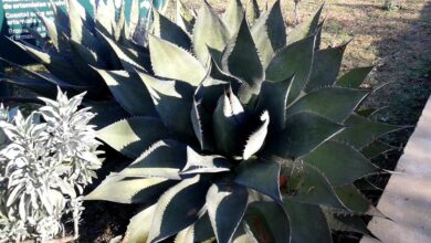 Photo of Cuidados com a planta Agave shawii ou Agave de la costa