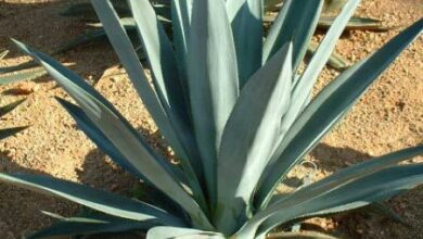 Photo of Cuidados com a planta Agave sisalana, Sisal ou Maguey